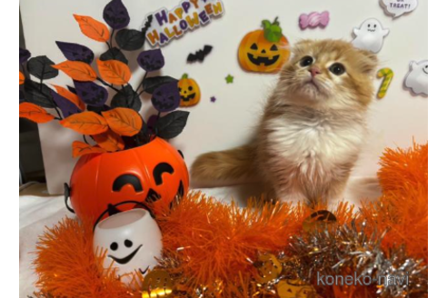 成約済の大阪府のスコティッシュフォールド-68375の4枚目